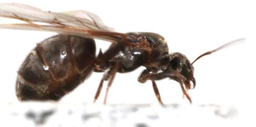 Lasius sp.
